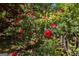 Lush garden featuring vibrant red roses and verdant foliage, adding charm and beauty to the landscape at 1252 Heritage Dr, Villa Rica, GA 30180