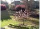 Green backyard with a young, flowering tree in the foreground and mature trees and shrubs in the background at 514 Augusta Dr, Canton, GA 30115