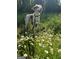 Close up view of a dog standing in a field of daisies at 2331 Hollonville Rd, Brooks, GA 30205