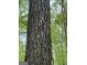 Close-up of tree bark detailing texture, with green leaves of the surrounding trees in soft focus at 2331 Hollonville Rd, Brooks, GA 30205