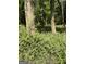 Wooded area with lush vegetation, trees, and a dog, creating a peaceful and private setting at 2331 Hollonville Rd, Brooks, GA 30205