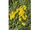 Close-up of cheerful wildflowers growing in a field of green at 2331 Hollonville Rd, Brooks, GA 30205