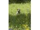 Happy dog enjoying a meadow of wildflowers and tall grasses at 2331 Hollonville Rd, Brooks, GA 30205
