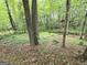Lush wooded area in backyard with mature trees and natural ground cover offering privacy at 80 Jacksons Vly, Sharpsburg, GA 30277