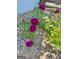 Close-up of purple roses bush with green foliage at 614 Highway 85 Conn, Brooks, GA 30205