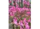 Close-up view of a vibrant pink azalea bush in full bloom at 614 Highway 85 Conn, Brooks, GA 30205