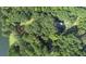 Overhead view of a house surrounded by lush, mature trees and serene natural beauty at 2371 Leguin Mill Rd, Locust Grove, GA 30248