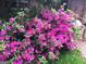 Close up of pink azalea bush at 1753 Brenda Dr, Jonesboro, GA 30236