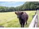 Close-up of a cute Scottish Highland Cow standing in a pasture next to the fence at 290 Weldon Rd, Fayetteville, GA 30215