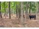 Pastoral land featuring cattle among the trees in a charming, rustic setting at 290 Weldon Rd, Fayetteville, GA 30215
