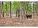Cattle graze among trees on a charming pastoral land at 290 Weldon Rd, Fayetteville, GA 30215