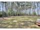 Large backyard with lush green lawn bordered by tall trees, offering privacy at 204 Carmell Ct, Mcdonough, GA 30252