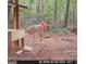 Wildlife: two large deer at the feeder in the backyard of this Georgia property at 405 Miller Rd, Covington, GA 30014
