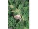 Aerial view of a home surrounded by lush green trees, showcasing its private and serene setting at 134 Ashwood Dr, Waco, GA 30182