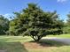 Landscaped yard with a mature tree in the middle of the lawn at 7963 Smith Rd, Villa Rica, GA 30180