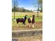 Two horses enjoy a lush green pasture, enclosed by a rustic split rail fence at 228 Indian Creek Rd, Locust Grove, GA 30248
