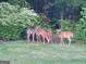 The yard has several deer with green grass and mature trees at 105 Harris Ct, Stockbridge, GA 30281