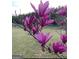 Up close, beautiful shot of flowering magnolia in a rural setting at 637 Lakeview Dr, Newborn, GA 30056