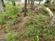 Backyard with a fenced area, lush trees, and colorful azalea bushes overlooking the lake at 5028 Chapel Lake Cir, Douglasville, GA 30135