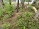 Beautiful yard with colorful azalea bushes, trees, and a view of the lake at 5028 Chapel Lake Cir, Douglasville, GA 30135