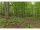View of a lush wooded area with green plants, undergrowth, and tall trees at 30 Joe Lee Dr, Sharpsburg, GA 30277