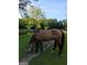 Beautiful grazing horse on property in a picturesque rural setting with abundant green space at 531 Grant Rd, Brooks, GA 30205