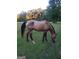 Majestic brown horse grazes peacefully in a lush green pasture under a blue sky at 531 Grant Rd, Brooks, GA 30205