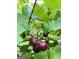 Close-up of ripe grapes hanging on the vine, showcasing the vineyard's bounty at 531 Grant Rd, Brooks, GA 30205