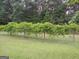 Established grape vines adding character and potential for winemaking on the property at 531 Grant Rd, Brooks, GA 30205