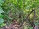 Lush backyard with dense trees, greenery, and a small creek, creating a natural and private outdoor retreat at 150 Glynn Addy Dr, Stockbridge, GA 30281
