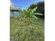 Backyard with grass and banana plants leading up to wooden porch at 11657 Flemming Ct, Hampton, GA 30228
