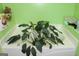 Bright bathroom featuring a bathtub with green walls, a potted plant, and a container of wipes on the side at 239 Ferguson Ave, Locust Grove, GA 30248