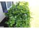 Landscaping featuring lush green hydrangeas with blooming purple flowers near siding at 239 Ferguson Ave, Locust Grove, GA 30248