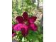 A close-up of a dark pink blossom against the foliage at 920 Courthouse Rd, Temple, GA 30179