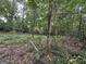 Natural wooded area, providing a serene and private backdrop at 3205 Anneewakee Falls Pkwy, Douglasville, GA 30135