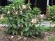 Lush landscaping featuring a large datura plant, green foliage, and a covered porch at 1744 Campbell Rd, Covington, GA 30014