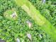 Aerial view of the property showcasing the house and surrounding mature trees at 135 Crimson Rdg, Tyrone, GA 30290