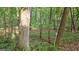 A wooded lot with mature trees and lush groundcover offers privacy and a natural setting at 1385 Gordon Rd, Moreland, GA 30259