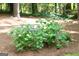 Hydrangea bush featuring healthy green foliage and delicate light purple flowers adorn the home's landscaped yard at 2179 Mountclaire Ct, Stone Mountain, GA 30087