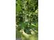 Healthy fruit tree with fresh, green fruit, adding natural beauty to the outdoor space at 465 Haynie Rd, Moreland, GA 30259