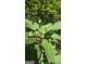 Lush, green fruit tree with ripening fruit, enhancing the property's landscape and appeal at 465 Haynie Rd, Moreland, GA 30259