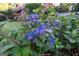 Close-up of vibrant blue hydrangea blossoms adding natural beauty to the landscape at 8815 Campbellton St, Douglasville, GA 30134