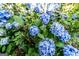 Lush blue hydrangea blossoms creating a serene and inviting garden setting at 8815 Campbellton St, Douglasville, GA 30134
