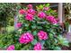 Vibrant pink hydrangea blossoms near the porch offer a touch of natural elegance at 8815 Campbellton St, Douglasville, GA 30134