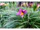 Close-up of a vibrant purple flower adding a touch of natural beauty to the surroundings at 8815 Campbellton St, Douglasville, GA 30134
