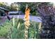 Peach gladiolus flowers lining the property, enhancing the curb appeal at 8815 Campbellton St, Douglasville, GA 30134