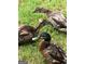 Three ducks are standing in a grass-covered area, providing a natural and charming addition to the backyard at 50 Birch Road, Covington, GA 30014
