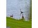 Scenic view of a pond with ducks and a heron, providing a tranquil and natural setting for the property at 50 Birch Road, Covington, GA 30014
