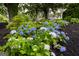 Lush garden featuring white and blue hydrangeas and black mulch surrounding home at 7093 Vaughn Rd, Canton, GA 30115