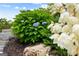 Lush landscaping featuring hydrangea bushes and other flowering plants by stone steps at 2101 Thomas Rd, Canton, GA 30115